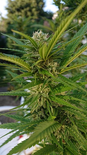Growreport Bild 35