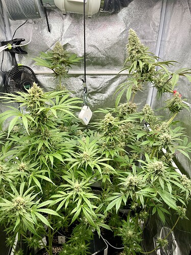 Growreport Bild 3
