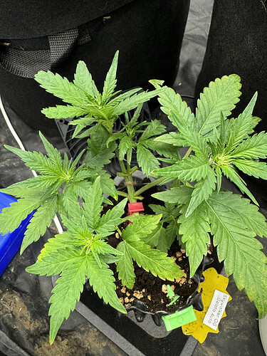Growreport Bild 1