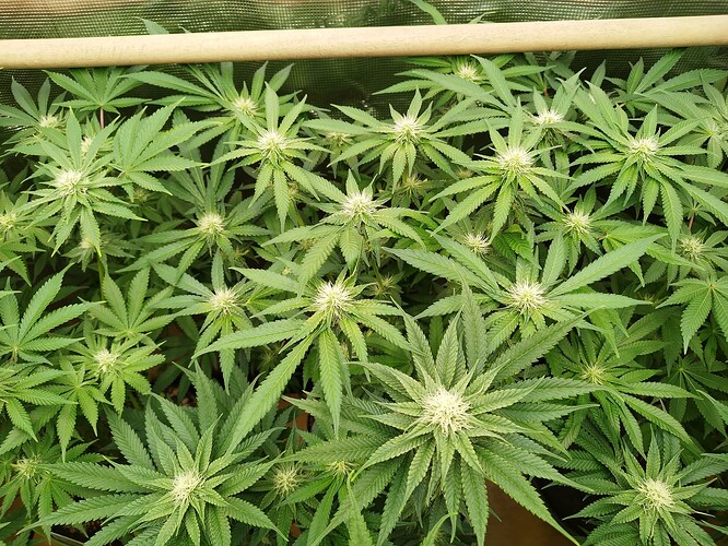 Growreport Bild 11