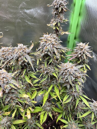 Growreport Bild 7