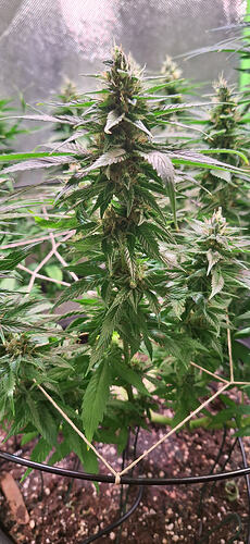 Growreport Bild 2