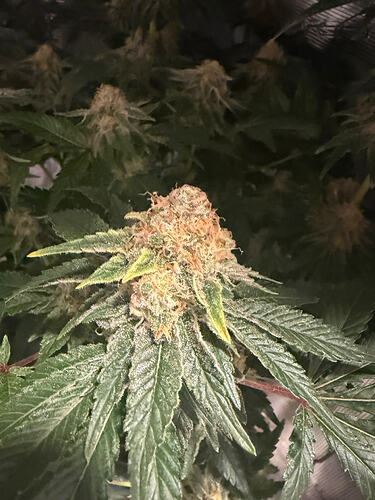 Growreport Bild 20