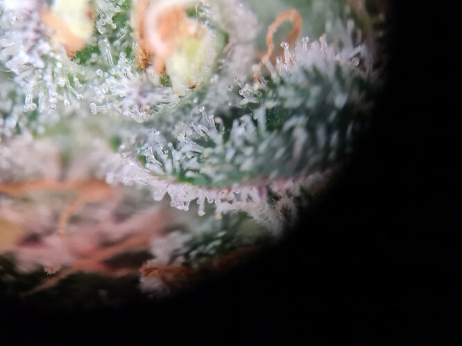 Growreport Bild 29