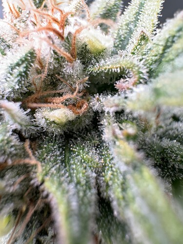 Growreport Bild 2