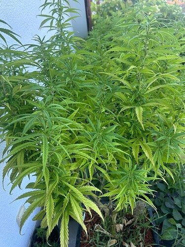 Growreport Bild 106
