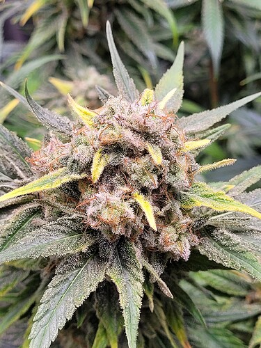 Growreport Bild 3