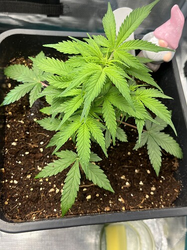 Growreport Bild 5