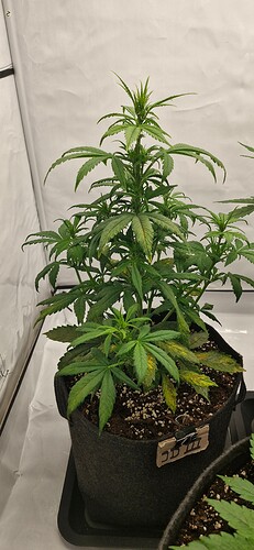 Growreport Bild 16
