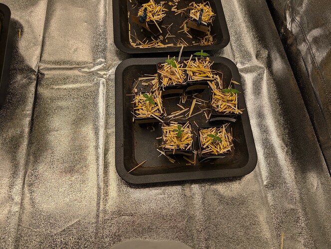 PXL_20240702_172409188