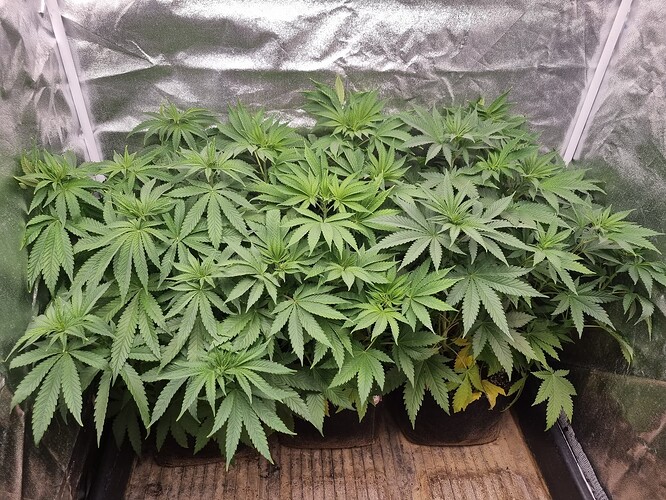 Mehrere Cannabis-Pflanzen in einem Zelt im Wuchsstadium, mit vielen grünen Blättern und mehreren Trieben.