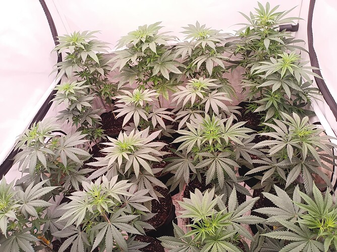 Growreport Bild 11