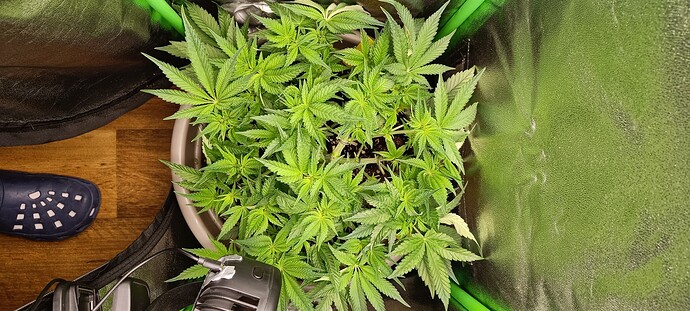 Growreport Bild 3