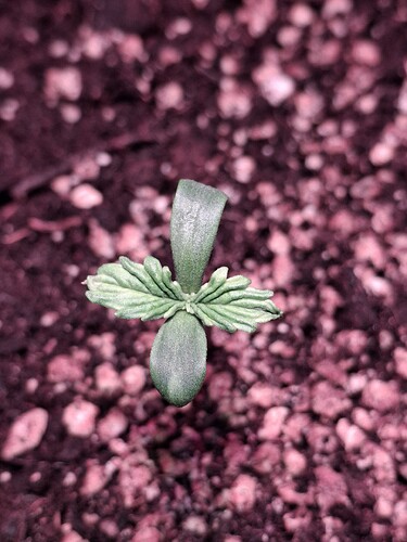 Growreport Bild 13