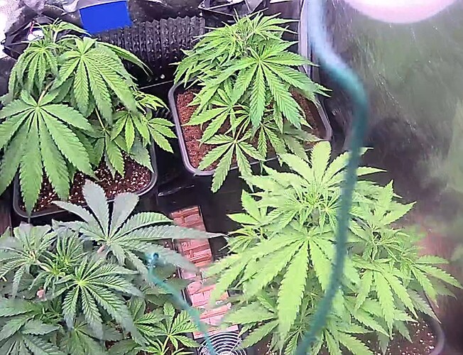 icam365Screenshot20250123112318375