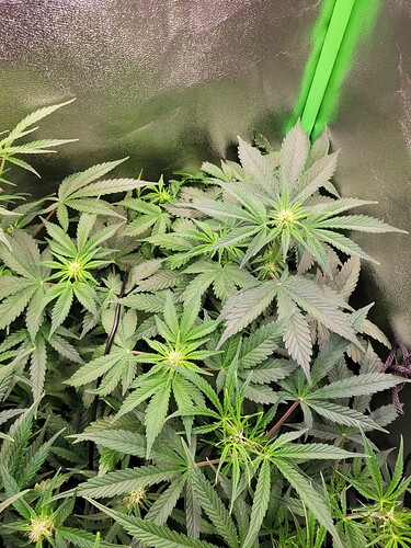 Growreport Bild 7
