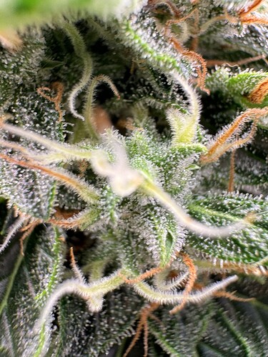 Growreport Bild 23