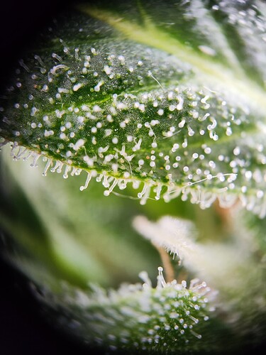 Growreport Bild 10