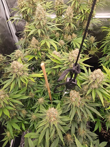 Growreport Bild 28