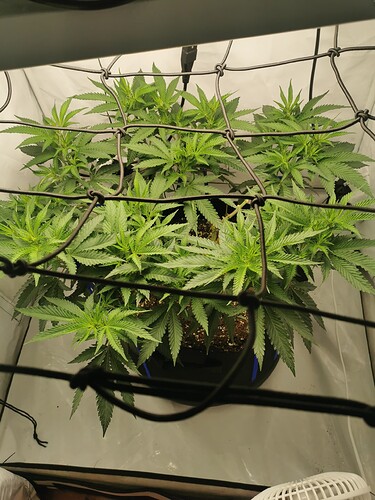 Growreport Bild 1