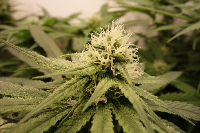 Growreport Bild 4