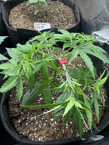 Growreport Bild 3