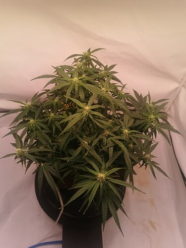 Growreport Bild 1