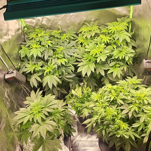 Mehrere junge Cannabispflanzen in einem Zelt unter einer LED-Lampe. Die Pflanzen sind dicht und grün und zeigen Anzeichen von vegetativem Wachstum.