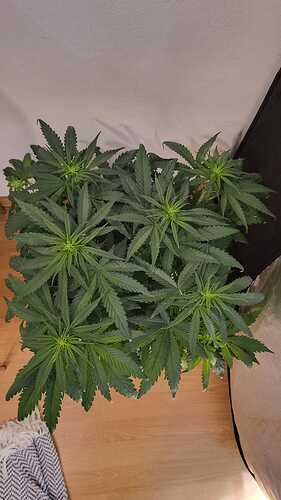Growreport Bild 11