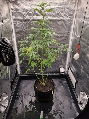 Eine einzelne Cannabispflanze in einem Vliesstofftopf steht in einer Growbox. Die Pflanze zeigt Anzeichen der Blüte und ist etwa 60-70 cm hoch. Ein Ventilator ist links im Bild zu sehen.