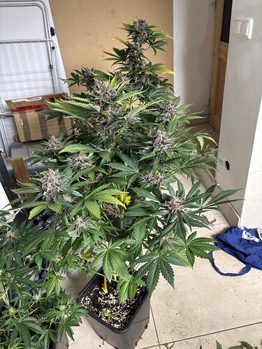 Growreport Bild 43