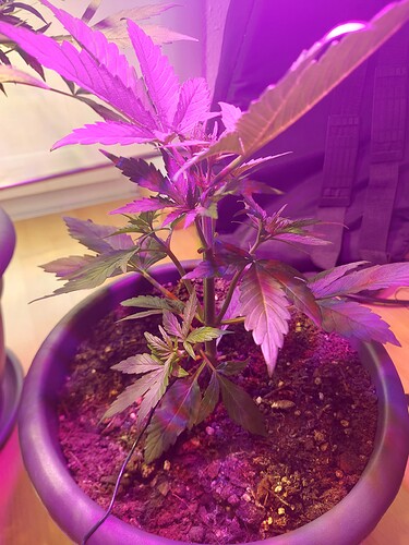 Growreport Bild 8