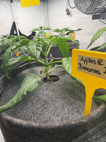 Growreport Bild 11