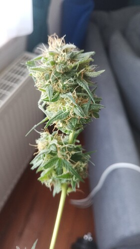 Growreport Bild 1