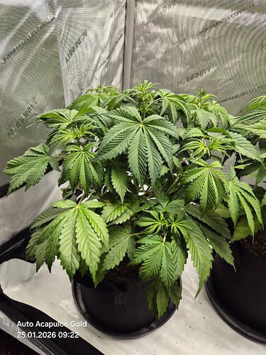 Growreport-Bild