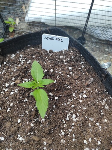 Growreport Bild 1