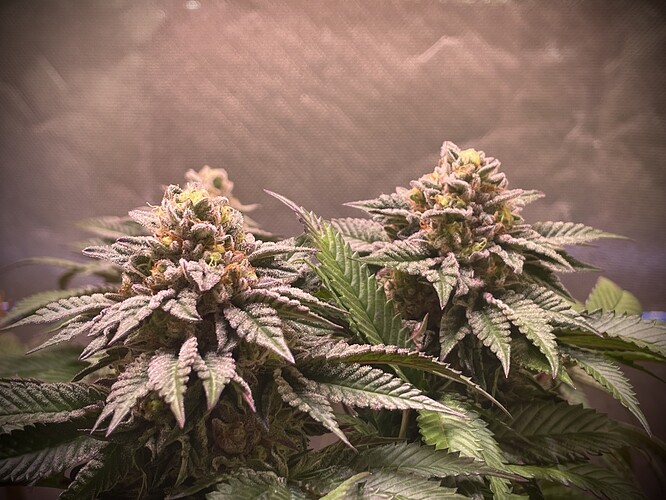 Growreport Bild 14