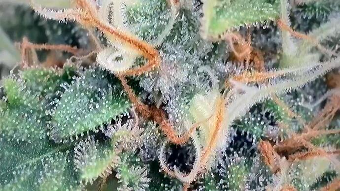 Growreport Bild 15