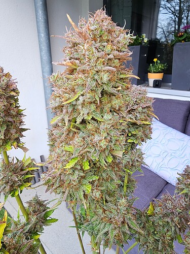 Growreport Bild 5