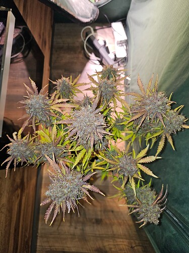 Growreport Bild 2