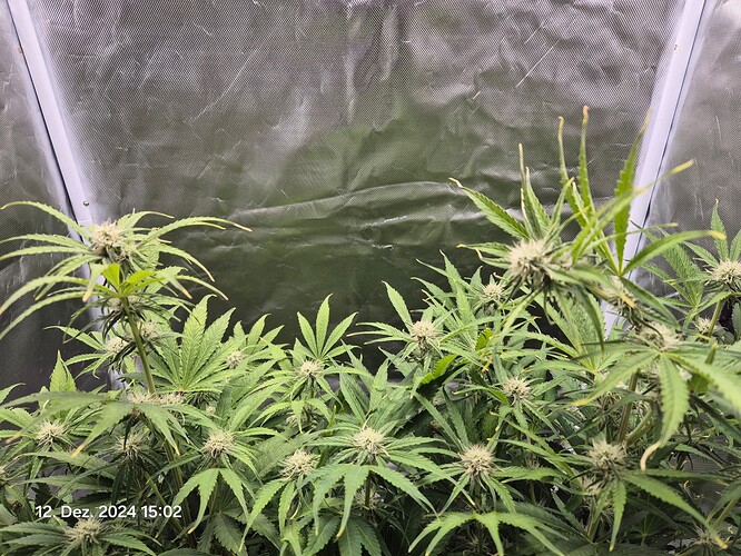 Growreport Bild 9