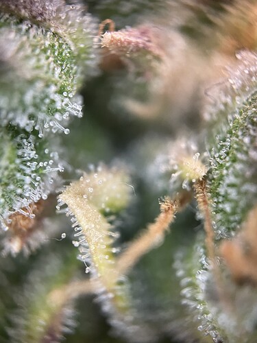Growreport Bild 13