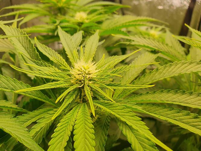 Growreport Bild 3