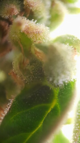 Growreport Bild 5