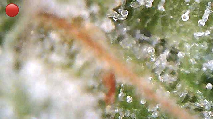 Growreport Bild 6