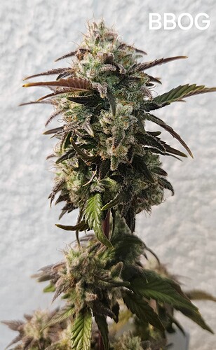 Growreport Bild 1