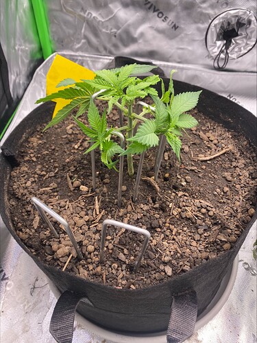 Growreport Bild 2