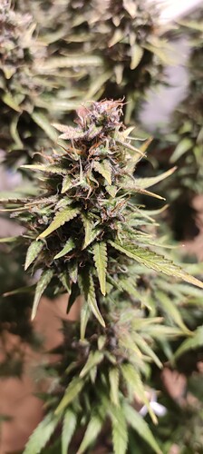 Growreport Bild 11