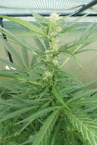 Growreport Bild 26