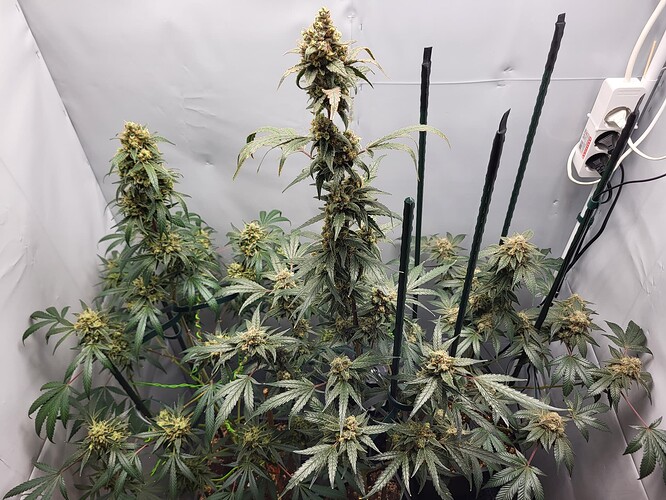 Growreport Bild 4